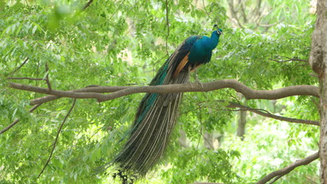 majestuoso pavo real descansando en una rama de árbol