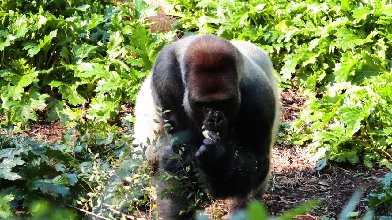 Gorilla che mangia foglie in un ambiente lussureggiante