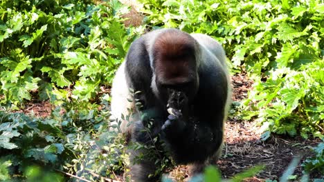 gorila comiendo hojas en un entorno exuberante