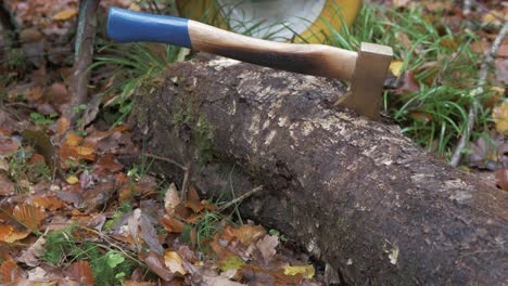 Hatchet stuck into a felled tree in the woods