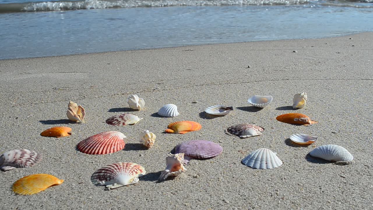 Conchiglie sulla sabbia, la spiaggia. Riprese sulla spiaggia