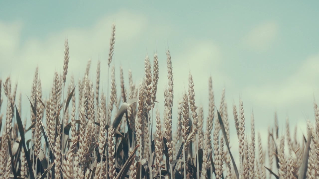 Ripresa al rallentatore di grano che ondeggia nella brezza sotto una morbida luce estiva. Colori pastello caldi e messa a fuoco delicata creano un'atmosfera campestre nostalgica con una sensazione cinematografica calma.