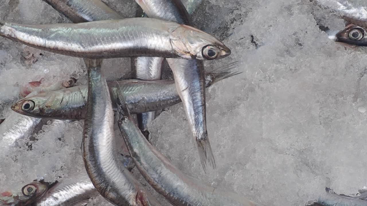 얼음에 담긴 신선한 안초비