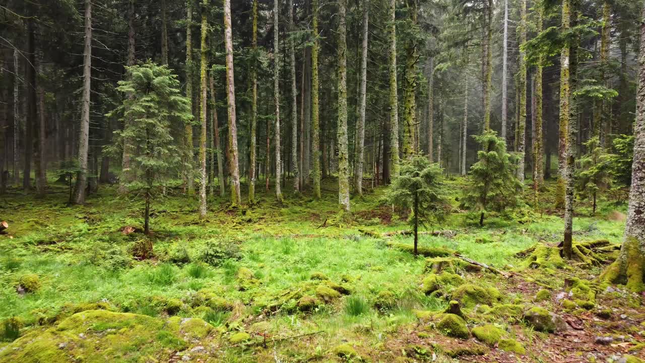 Ripresa aerea con drone all'interno di una foresta verde e suggestiva con lento movimento in dolly 4K