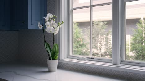 orchid plant on counter by window