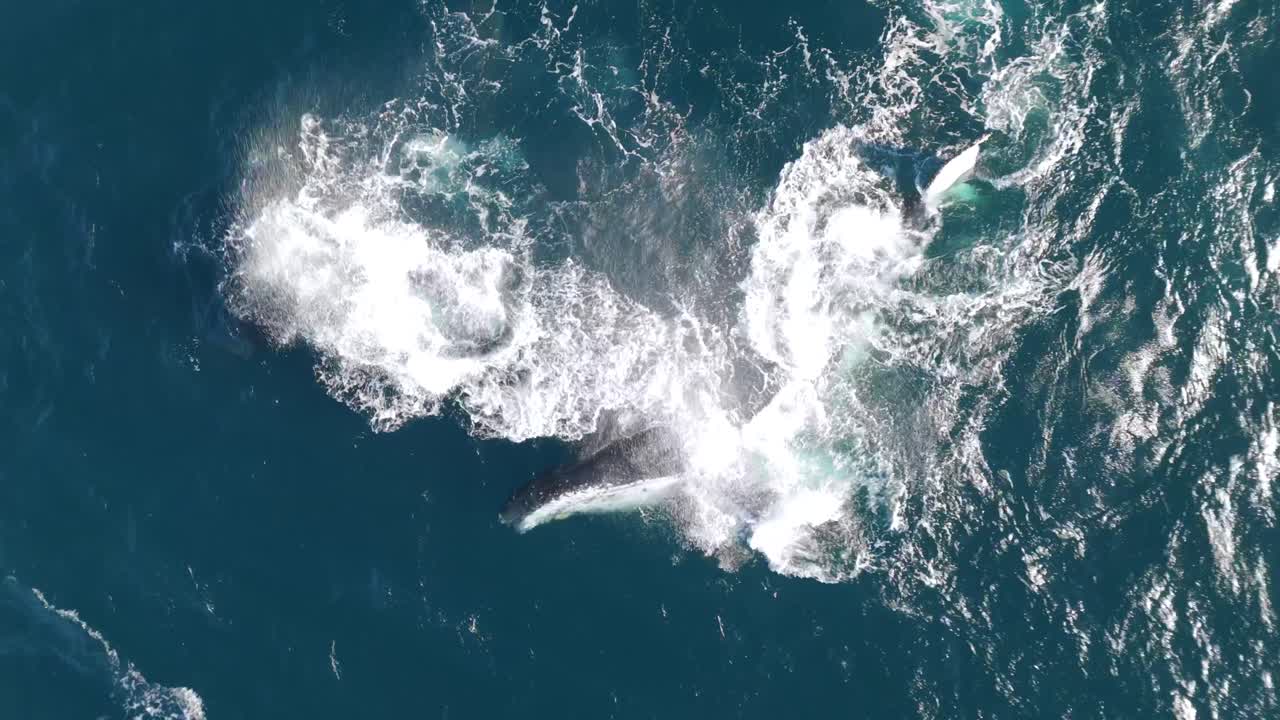 Aerial footage of a pod of humpback whales and a playful calf near Sydney, Australia, rolling on their sides and slapping the water with pectoral fins, showcasing oceanic wildlife in action.