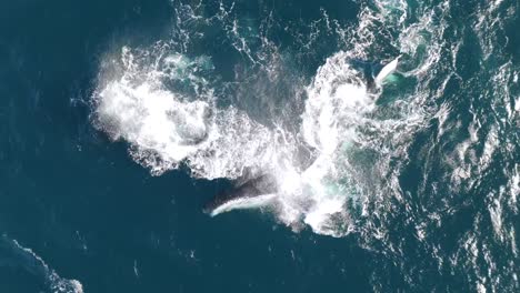 aerial footage of a pod of humpback whales and a playful calf near sydney, australia, rolling on their sides and slapping the water with pectoral fins, showcasing oceanic wildlife in action.