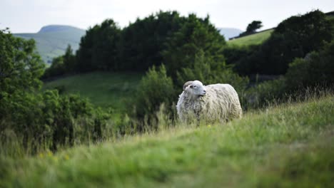 una oveja de pie en el campo mirando a su alrededor