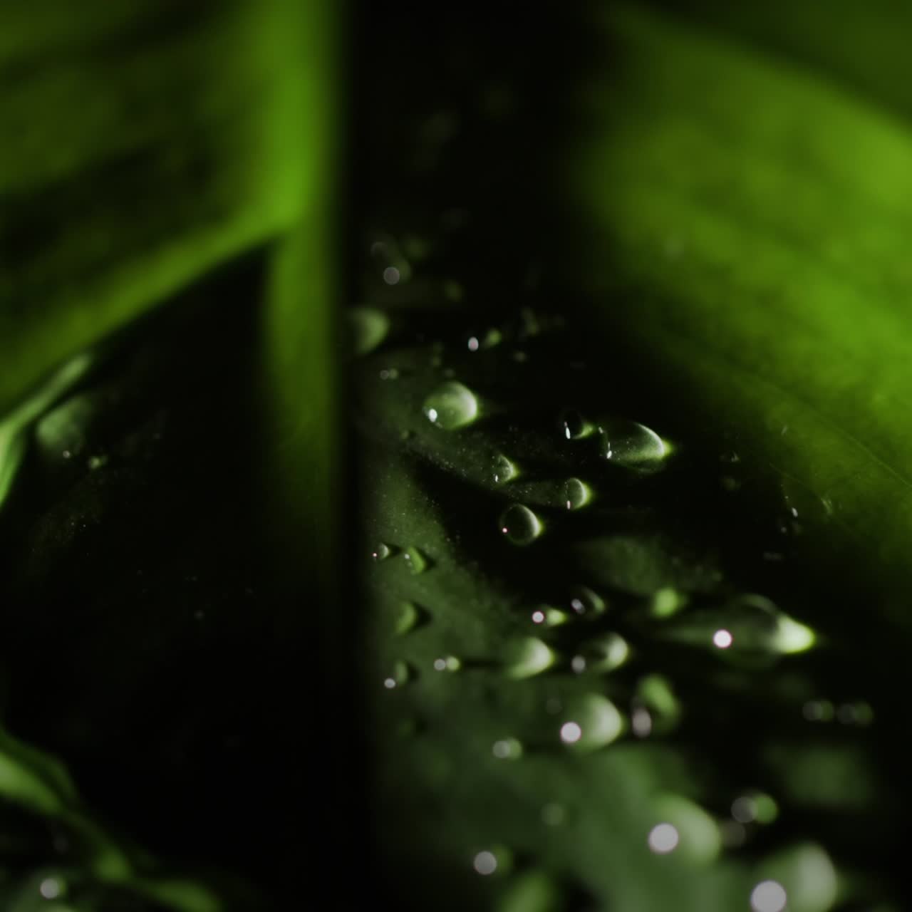 gotas de agua en una gran hoja verde