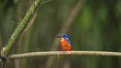 a blue-eared kingfisher bird is carrying out its habit of cleaning its stomach by vomiting something before hunting for its food