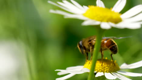 Honey-bee-sits-on-perfect-white-daisy-in-meadow,-close-up-detail-shot,-thirds