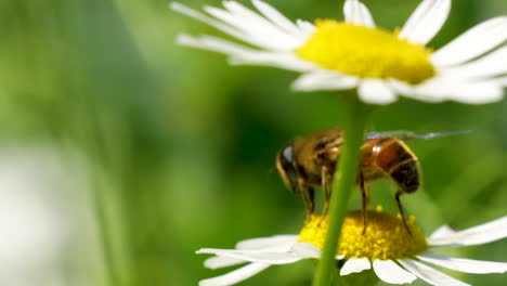 honigbiene sitzt auf einer perfekten weißen gänseblume auf der wiese, close-up-detailschuss, drittel