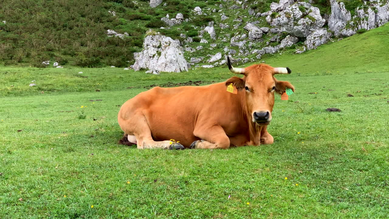 코바동가, 피코스 데 유로파, 스페인의 호수에 있는 풀밭에 뿔이 있는 암소