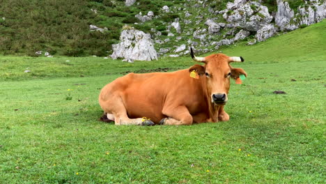 cow with horns lying on grass in the lakes of covadonga, picos de europa, spain