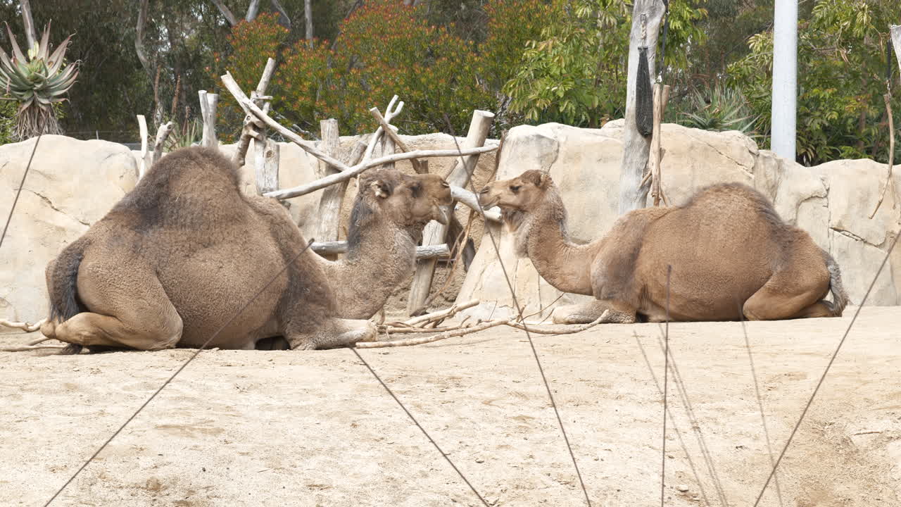 dos camellos comiendo y descansando en un día soleado