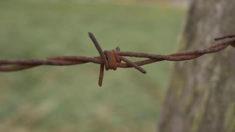 Rusty-old-barbed-wire-fence-isolated-shot