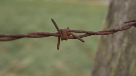 rusty old barbed wire fence isolated shot