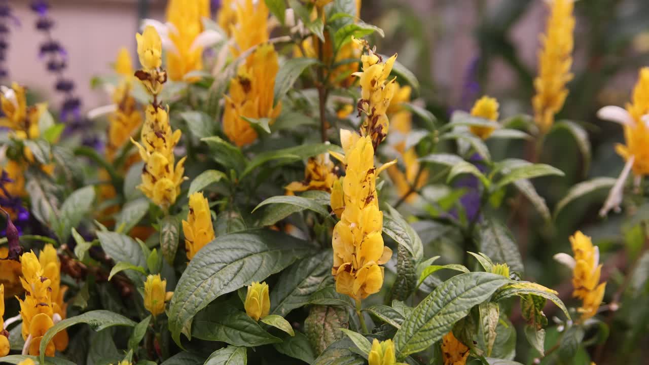 Primo piano di vivaci fiori gialli in fiore