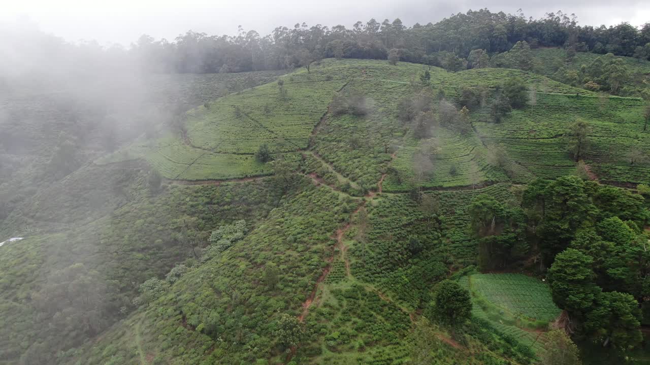 colinas de té en sri lanka con la selva en el fondo