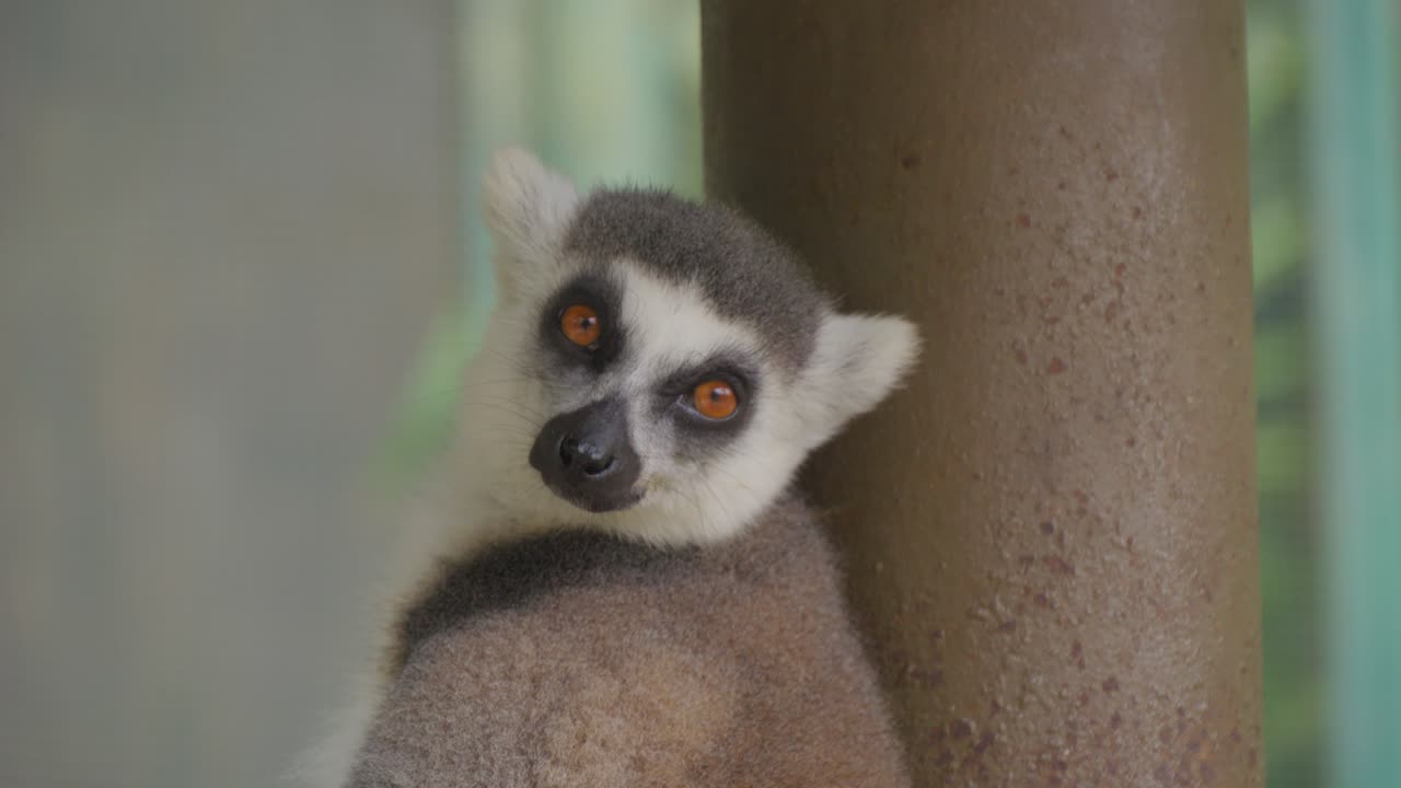 retrato de un lémur de cola anillada mirando a la cámara. primer plano