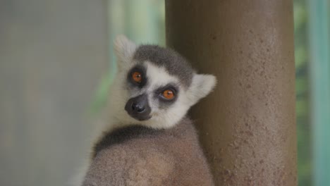 portrait of ring-tailed lemur looking at camera. close-up