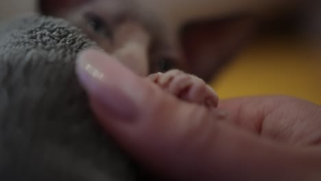 woman's thumb caressing furless paw of sphynx cat