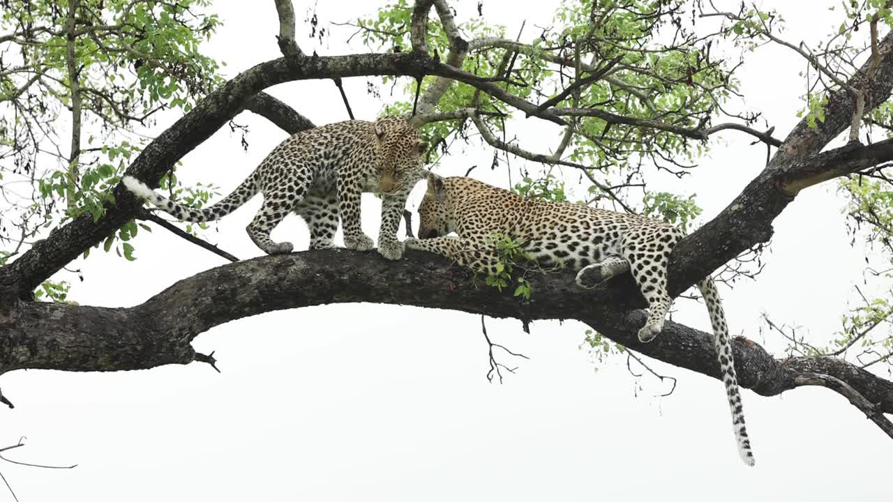 Büyük Kruger'da, kadrajdan çıkmadan önce annesini selamlayan bir leopar yavrusunun geniş çekimi