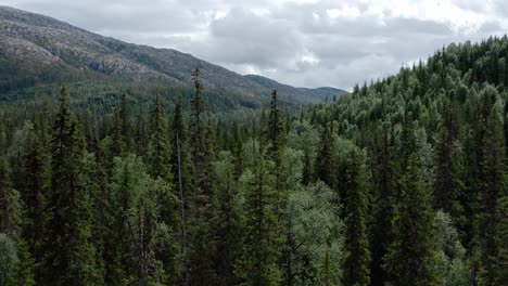 flying over coniferous forest at lomsdal-visten national park in nordland, norway