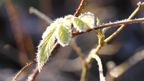 Nahaufnahme-Dolly-Aufnahme-Von-Isoliertem-Frostigem-Grünem-Blatt-Auf-Ast,-Bokeh-Hintergrund