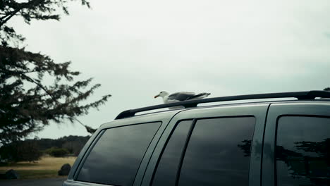 Seagull-sitting-on-the-roof-of-a-SUV,-camera-zooming-in