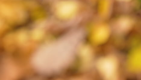 Autumn-Leaves-On-The-Ground-In-Forest---Close-Up