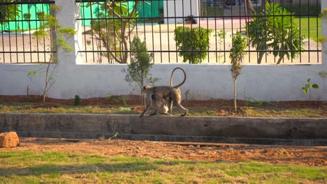 monkey taking baby monkey and jump on wall wide view