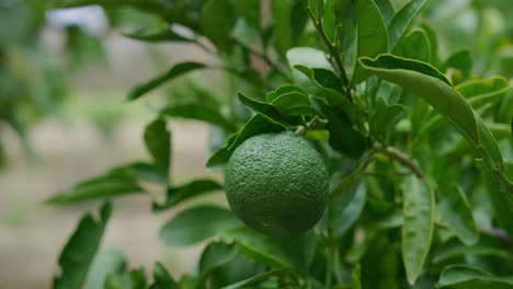 Close-up-shot-of-a-dark-green-lime-growing-on-a-tree