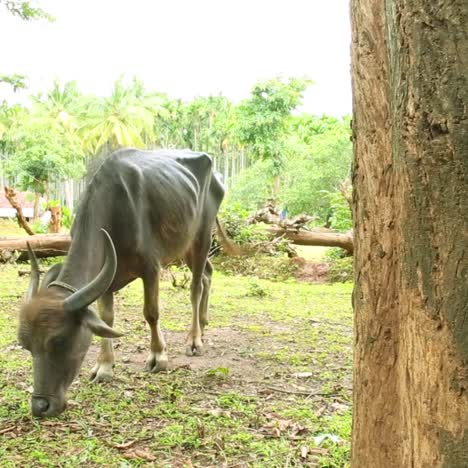 A-skinny-buffalo-grazing-in-a-village-by-the-woods