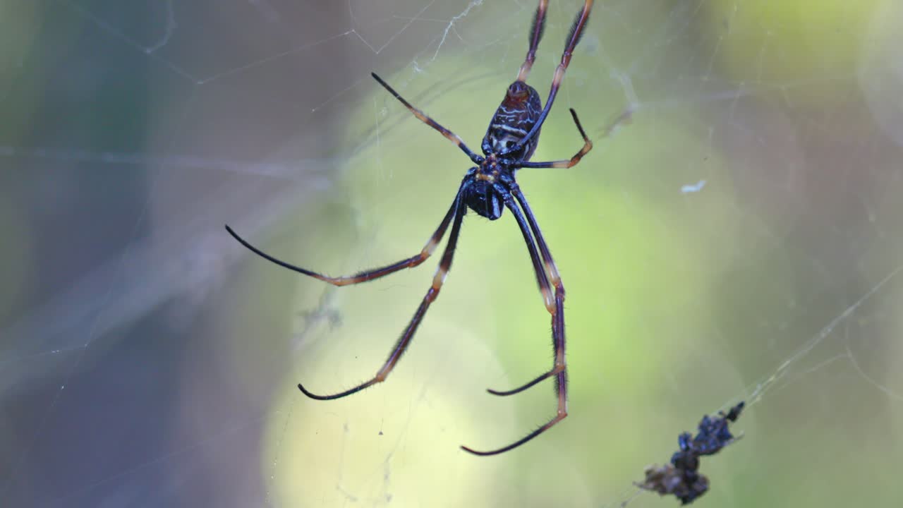 gran araña de telaraña dorada tomada en macro con fondo bokeh