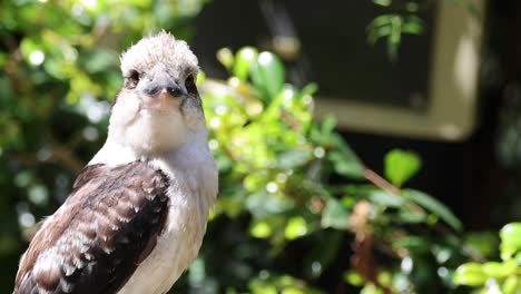 el kookaburra se sienta tranquilamente entre el follaje verde exuberante