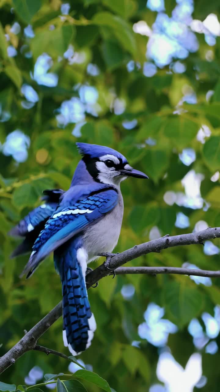 Fermo immagine video in primo piano di una ghiandaia azzurra appollaiata su un ramo, ripresa da un'angolazione bassa