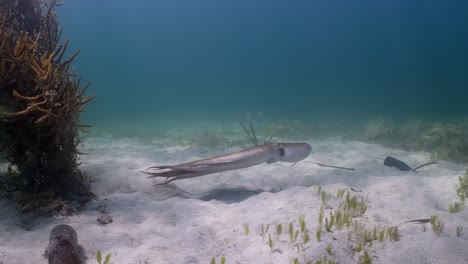 Maori-Octopus-Macroctopus-propulsion-jetting-underwater-and-swimming-on-sea-grass-beds-and-under-pier-4k-60fps