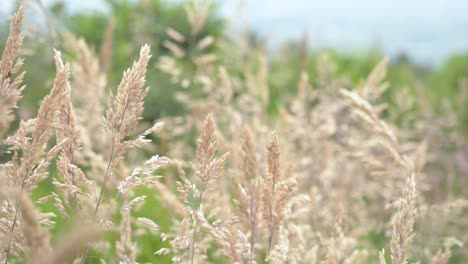 gently moving tall light brown grasses grow wild in rural meadow close up