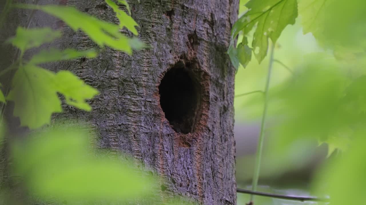vista de cerca del gran pájaro carpintero que proporciona comida a través del agujero del nido en el árbol