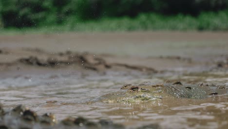 Captura-De-Cocodrilos-Comida-Recorrido-Por-El-Río-Costa-Rica-Viajes-De-Aventura