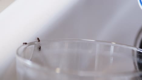 Ameisen-Kriechen-über-Glas-Und-Geschirr-Und-Suchen-Nach-Nahrung,-Makro