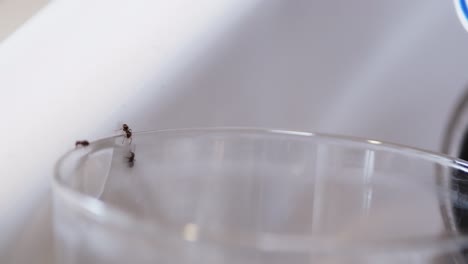 ants crawl over glass and dishes exploring for food, macro