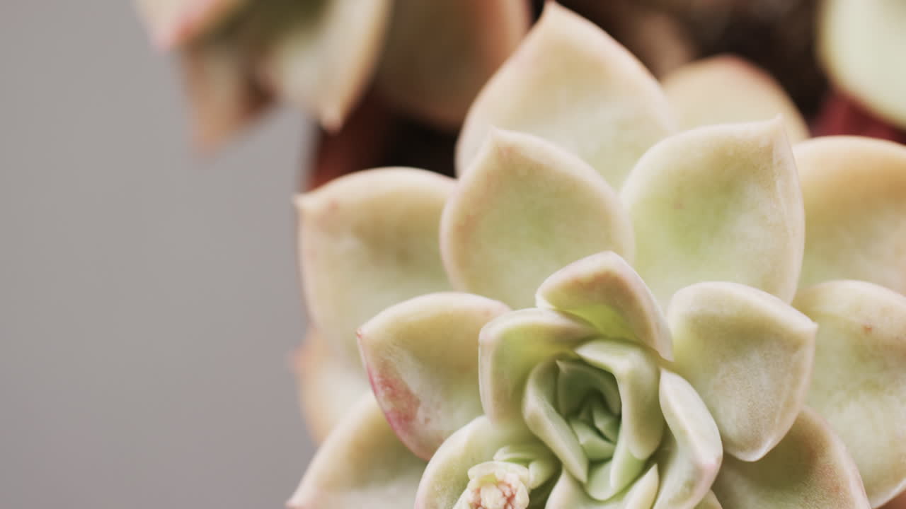 micro vídeo de un primer plano de una planta de cactus verde con espacio de copia en un fondo gris