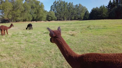 cámara lenta cerca de alpacas en una granja en nueva zelanda