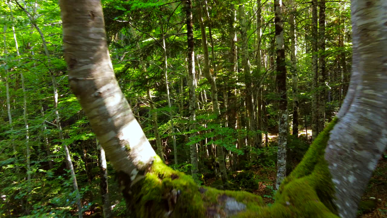 Beautiful Trees In The Forest With Green Moss On The Trunks