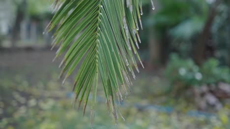 close-up of a palm leaf with water drops