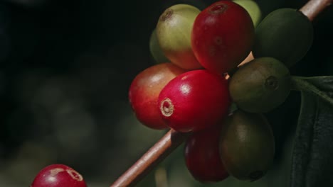 hand picking coffee cherries