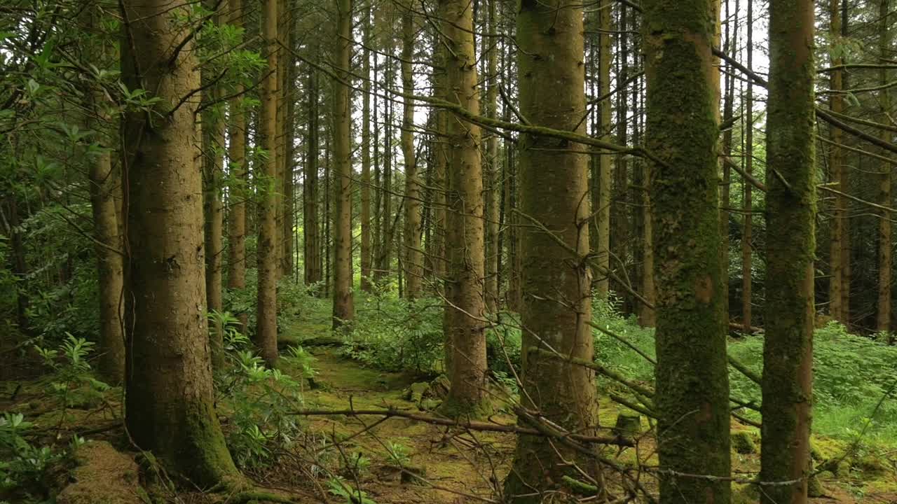 Una bellissima foresta irlandese