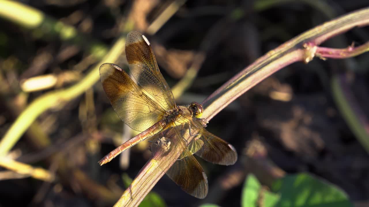 hermosa libélula skimmer encaramada en el tallo de la planta al atardecer